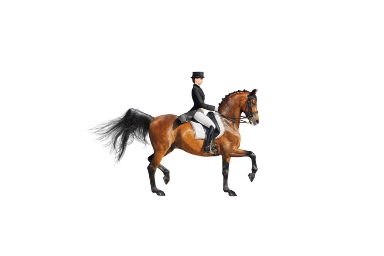 Private Education & Equestrian Lessons